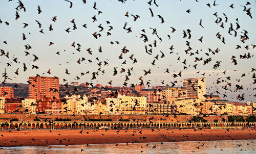 Flock of birds flying in front of buildings