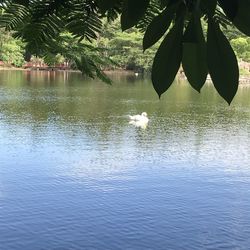 View of birds in lake