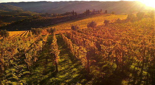 Scenic view of vineyard