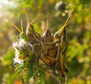 Close-up of a pair of grasshoppers