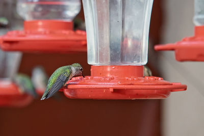 Close-up of red bird eating food