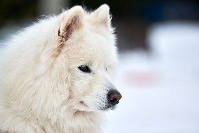 Husky sled dog face, winter background. white siberian husky dog breed outdoor muzzle portrait