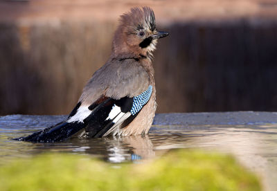 Close-up of bird perching on a lake