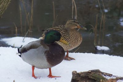 Mallard ducks on snow field during winter