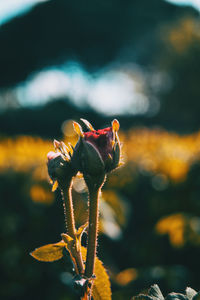 Close-up of yellow flowering plant