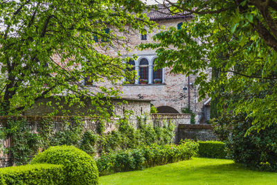 Trees in a garden