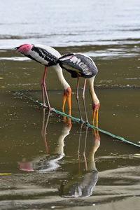 Storks, a large, long-legged, long-necked wading birds with long, stout bills