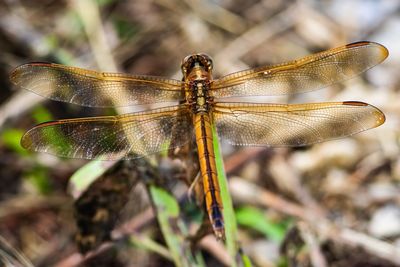 Close-up of dragonfly on twig