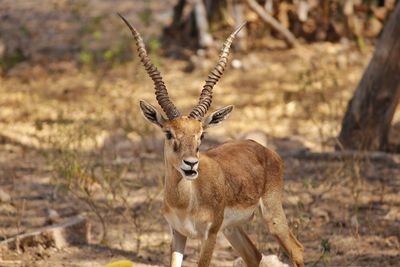 Portrait of deer standing on field