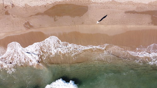 View of birds flying over sea