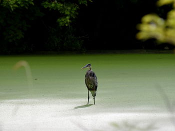 Blue heron in water