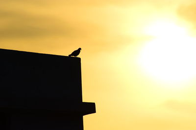 Low angle view of bird perching on a building
