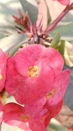 Close-up of pink flower