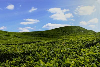 Scenic view of agricultural field against sky