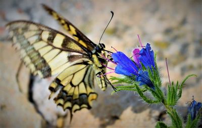 Close-up of butterfly on plant