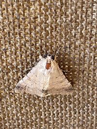 Close-up of an insect