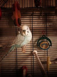 View of a bird in cage