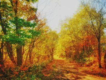 Trees in forest during autumn