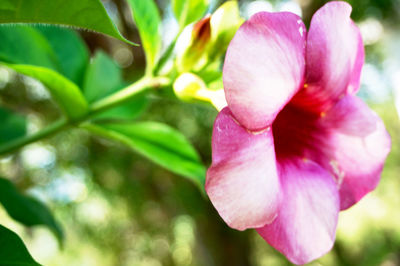 Close-up of pink flowers