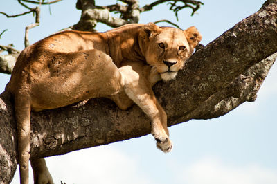 Lioness resting on tree