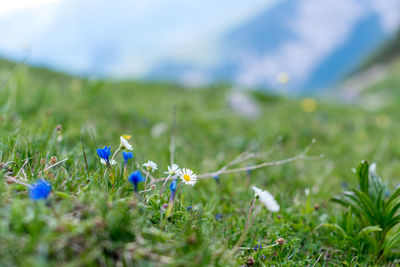 Close-up of purple flowering plants on field