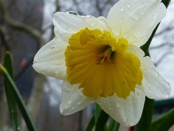 Close-up of yellow flower blooming outdoors