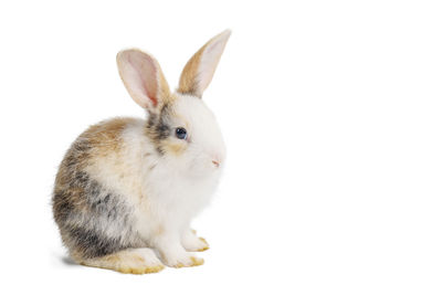 Close-up of a rabbit over white background