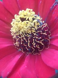 Close-up of pink flower