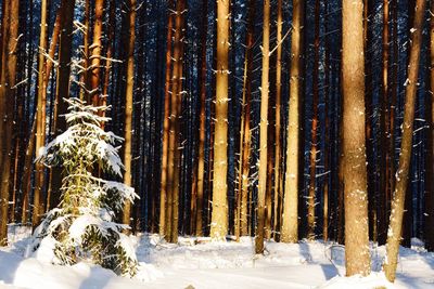 Trees in forest during winter