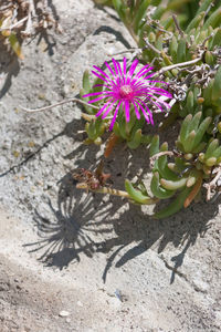 Close-up of pink flowers