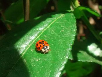 Close-up of ladybug on leaf