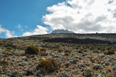 High altitude moorland of mount kilimanjaro with mawenzi peak at the background, tanzania