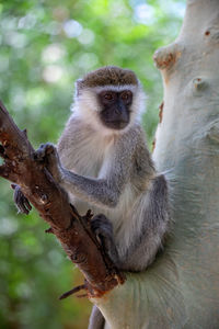 Close-up of monkey on tree