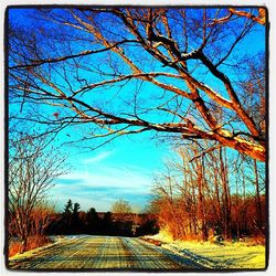 Bare trees with houses in background