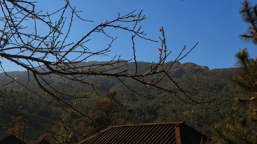 Low angle view of bare tree and building against sky