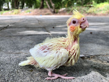 Close-up of a bird