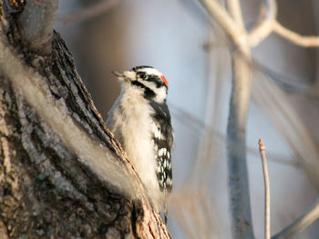 Close-up of bird perching on tree