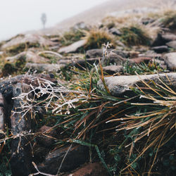 Close-up of grass growing on rock