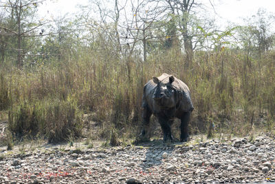 Elephant walking in a forest