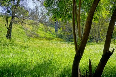 Trees growing in forest