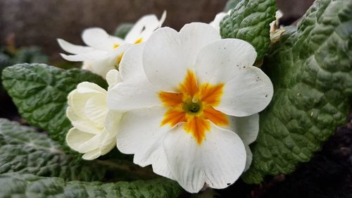 Close-up of white flower blooming outdoors