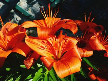 Close-up of orange flowers