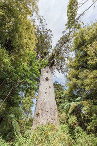 Low angle view of trees growing in forest against sky