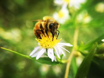 Close-up of bee on yellow flower