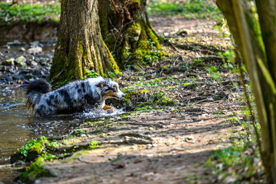 Dog running in water