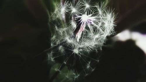 Close-up of dandelion flower