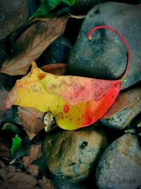 Full frame shot of autumn leaves