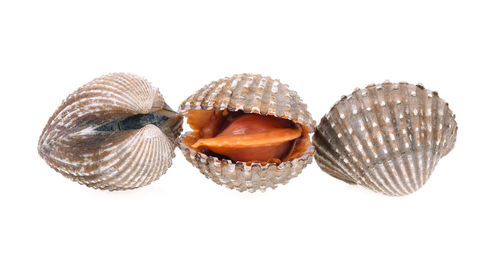 Close-up of clams against white background