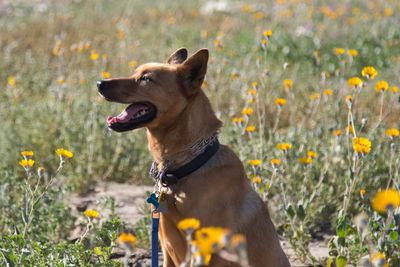 Close-up of dog on field