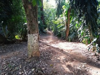 Trees in forest